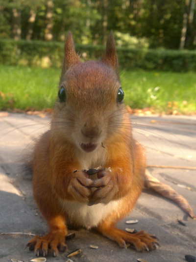 Александр Аве (Александр Ефанов) - Белка и Еж мечтают о счастье.